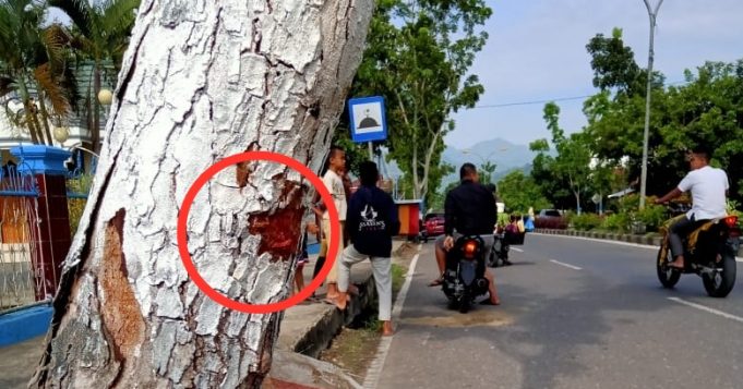 Kendarai motor tak pakai helm, warga upai tabrak pohon hingga kepala membentur aspal