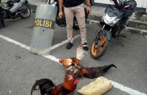 Bongkar arena sabung ayam besar, Paket lengkap (TSK, Babuk, Arena) berhasil diamankan Timsus Anoa.