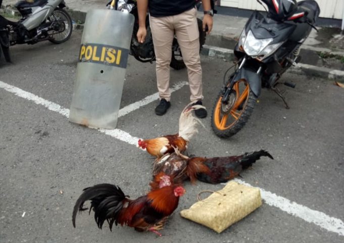 Bongkar arena sabung ayam besar, Paket lengkap (TSK, Babuk, Arena) berhasil diamankan Timsus Anoa.