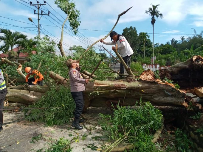 Cepat, responsif & tanggap, tak sampai 15 Menit pohon Kapuk randu tumbang di pekuburan China disingkirkan.