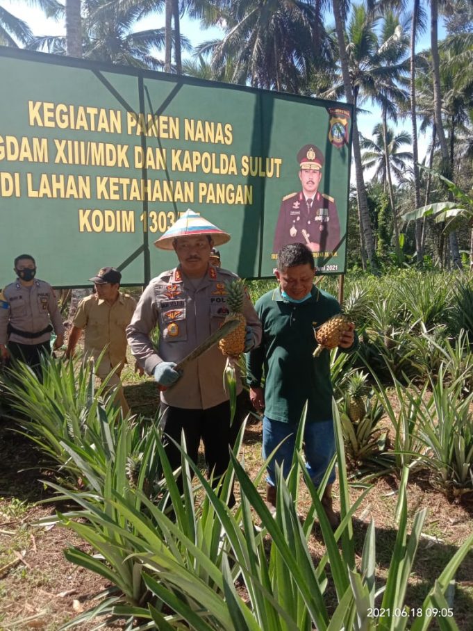 Dukung komoditi lokal guna ketahanan pangan, Bersama Pangdam XIII Merdeka Kapolda Sulut panen nenas di Desa Bulud.