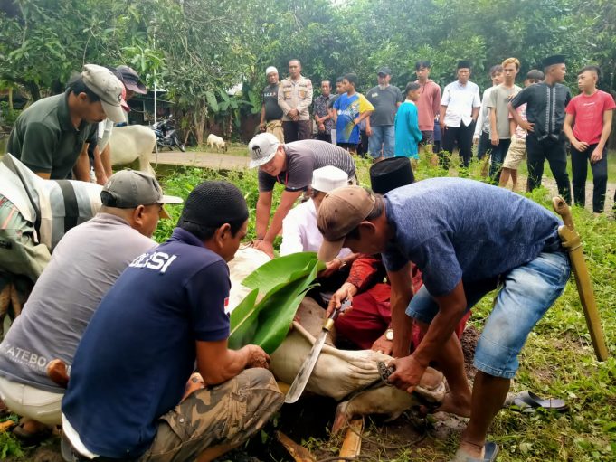 Idul Adha 1443 H, Polres Kotamobagu & Polsek Jajaran Sembelih 15 Hewan Qurban.