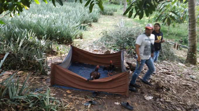 Tim Resmob Polres Kotamobagu Grebek Judi Sabung Ayam Perkebunan Tuntung Passi Barat
