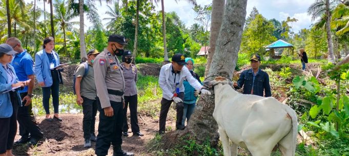Polres Kotamobagu Dampingi Pelaksanaan Vaksinasi Penyakit Mulut dan Kuku Pada Hewan Ternak