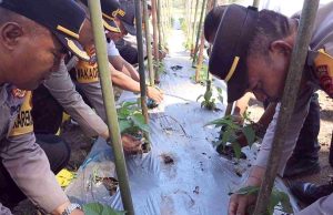 Polres Kotamobagu Gelar Panen Raya Padi dan Mendapat Pendampingan Penanaman Cabai oleh Dinas Pertanian dan Perikanan