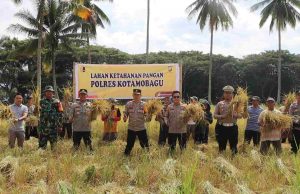 Komitmen Polri Mendukung Program Pemerintahan Prabowo-Gibran: Polres Kotamobagu Gelar Panen Raya Padi di Pobundayan