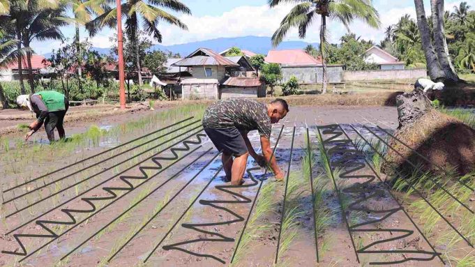 Polres Kotamobagu dan Dinas Pertanian Berkolaborasi Tanam Padi dengan Rekayasa Jajar Legowo 4:1, Ini Metodenya