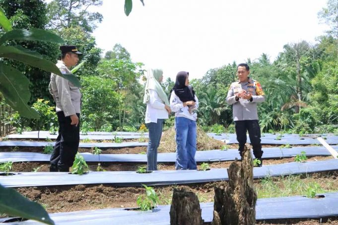 Bentuk Dukungan, Kapolres Kotamobagu Tinjau Pilot Project Ketahanan Pangan Milik Sangadi di Desa Bulut