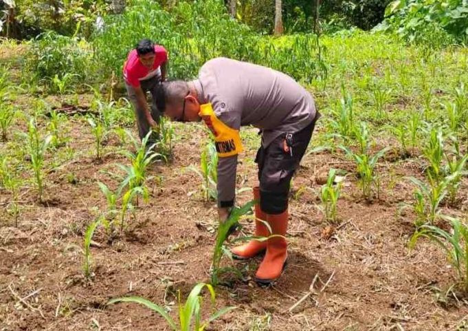 Luar Biasa! Bhabinkamtibmas Desa Otam Sediakan Lahan Pribadi untuk Dukung Program Ketahanan Pangan