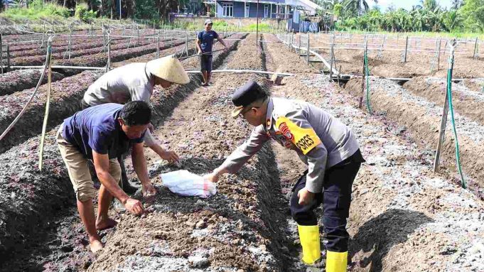 Wakapolres Kotamobagu Bersama Petani dan Bhabinkamtibmas Laksanakan Pemupukan dan Penanaman Bawang Merah di Kelurahan Pobundayan
