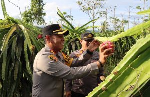 Kaya Akan Manfaatnya, Kapolres Kotamobagu Apresiasi Budidaya Buah Naga di Kelurahan Matali