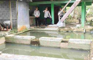 Kapolres Kotamobagu Tinjau Tambak Lobster Air Tawar: Potensi Besar Dukung Ketahanan Pangan Nasional