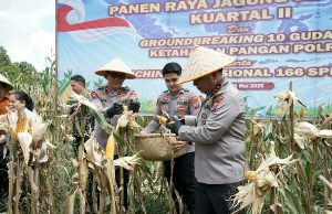 Dukung Swasembada Pangan, Polda Sulut dan Jajaran Gelar Panen Raya Jagung Serentak Kuartal II Tahun 2026