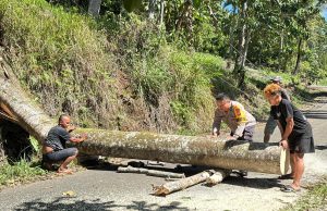 Respons Cepat Laporan Warga, Polsek Passi Evakuasi Pohon Tumbang yang Lumpuhkan Akses Jalan Bilalang