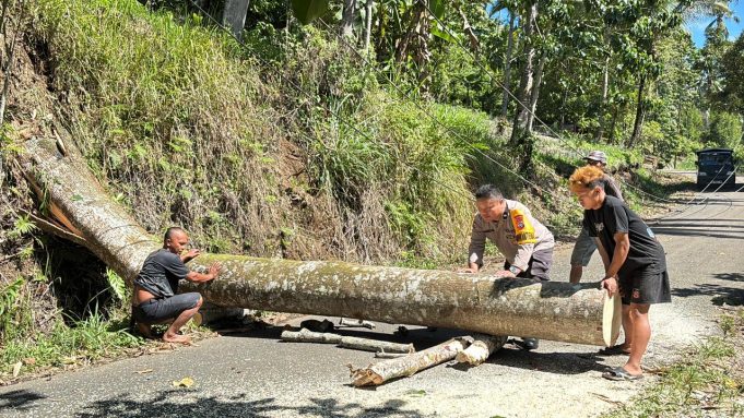 Respons Cepat Laporan Warga, Polsek Passi Evakuasi Pohon Tumbang yang Lumpuhkan Akses Jalan Bilalang