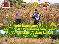 Pimpin Langsung Panen Jagung, AKP Johan Atang Ajak Personel Manfaatkan Lahan Produktif