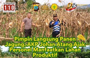 Pimpin Langsung Panen Jagung, AKP Johan Atang Ajak Personel Manfaatkan Lahan Produktif