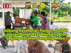 Dukung Ketahanan Pangan, Polsek Lolayan Panen Raya Hampir 2 Ton Jagung di Lahan Samping Mako