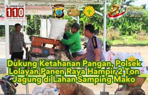 Dukung Ketahanan Pangan, Polsek Lolayan Panen Raya Hampir 2 Ton Jagung di Lahan Samping Mako
