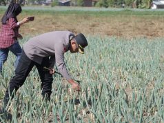 Dukung Swasembada Pangan, Kapolres Kotamobagu Bersama Kadis Pertanian Bolmong Cek Potensi Lahan Bawang di Passi Timur