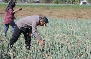 Dukung Swasembada Pangan, Kapolres Kotamobagu Bersama Kadis Pertanian Bolmong Cek Potensi Lahan Bawang di Passi Timur