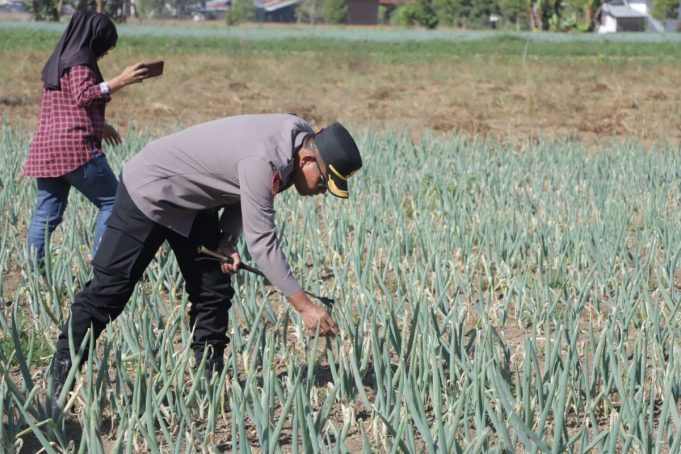 Dukung Swasembada Pangan, Kapolres Kotamobagu Bersama Kadis Pertanian Bolmong Cek Potensi Lahan Bawang di Passi Timur